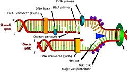 Vücudumuz Kendini Yanlış Kopyalıyor