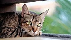 Kedilerin göz bebeklerinin şekilleri neden diğer memeli hayvanlara göre farklıdır?