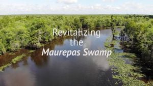 Louisiana Launches Vital Maurepas Swamp Restoration