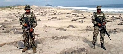 Meksika Deniz Kuvvetleri Tarafından Korunan Kaplumbağalar!