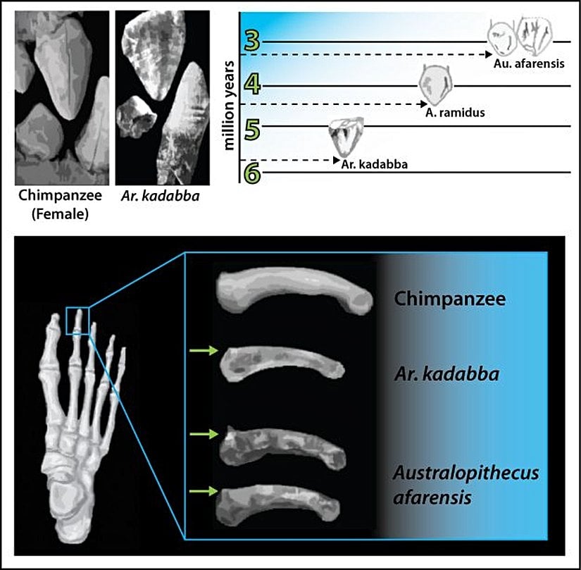 Üstteki görüntü: Ar. kadabba’ya ait ilkel üst köpek dişi görüntüleri onun soy hattında Ar. Ramidus’tan farklı bir tür olarak gösterilmesine neden olmuştur. Üst sol görüntü: Ar. kadabba’nın üst köpek ve alt küçük azı dişinin bir dişi şempanzenin dişleri ile kıyaslaması. Büyük ve üç köşeli üst köpek dişleri görülebiliyor. Üst sağ görüntü: Ar. kadabba’nın üst köpek dişi ile Ar. ramidus ve Au. afarensis’in köpek dişlerinin kıyaslaması. Ar. kadabba’nın sahip olduğu üç köşeli diş yapısının Au. afarensis’te kesici dişe benzer şekilde değiştiği görülebiliyor. Alt görüntü: Ar. kadabba’nın ayak parmak yapısına ait olan kemiklerin şempanze ve Au. afarensis’in kemikleri ile kıyaslaması. Ar. kadabba ve Au. afarensis’in sahip olduğu “dorsal canting” insansıdakilere benzemediği halde modern insanın sahip olduğu dorsal canting’e benziyor.