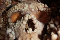 Neandertal Burnu Üzerindeki Tartışma Son Buluyor: Altamura Fosili Soğuk İklime Özel Bir Adaptasyon Olmadığını Gösteriyor.