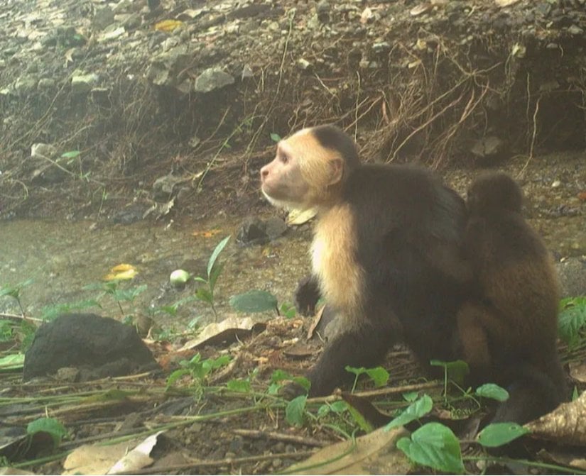 Genç bir erkek kapuçin, kaçırılan uluyan bebeklerden birini Eylül 2022'de taşıyor.