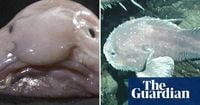 Once named world’s ugliest animal, blobfish wins New Zealand’s fish of the year