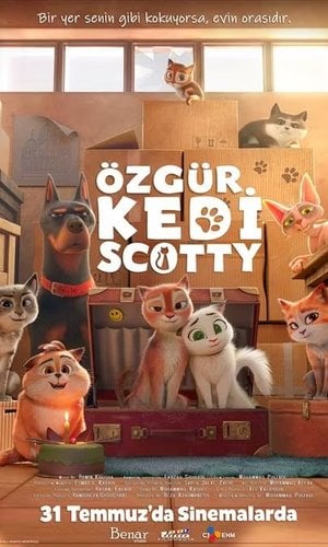 Özgür Kedi Scotty