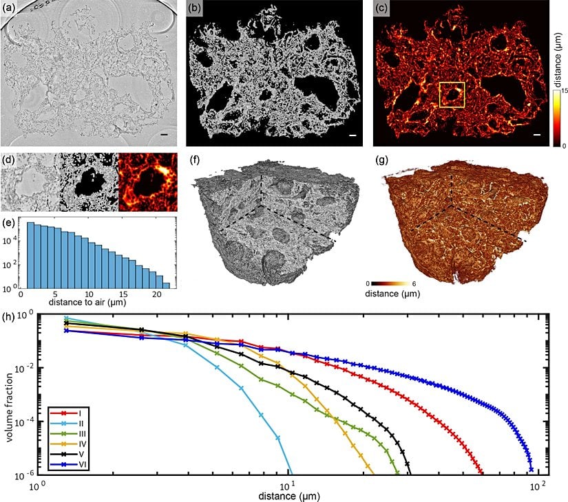 Doku kompaktlığı ve mesafe ölçümleri: Akciğer dokusunun 3 boyutlu rekonstrüksiyonları, spesifik yüzey ve karakteristik uzunluklar açısından analiz edildi.