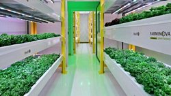 Plant Factory: Geleceğin tarım teknolojisi.