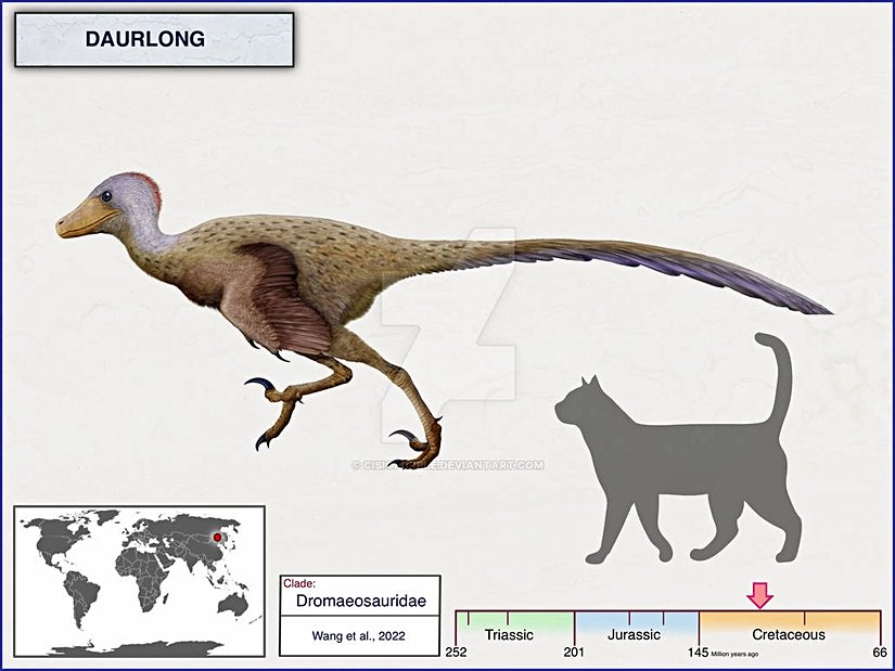 Daurlong wangi türüne ait bir illüstrasyon.