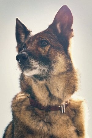 少年と犬