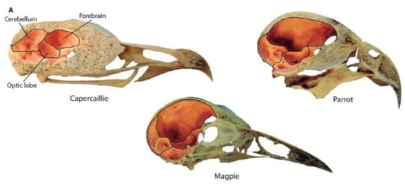Devekuşu ve emular gibi kuşların vücudu çok iri olmasına rağmen beyinleri çok küçük; ancak papağan ve saksağan gibi kuşların beyinleri vücutlarına göre çok iri.