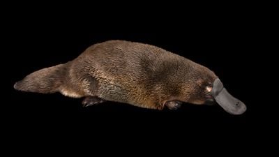 Ornitorenk (Platypus) Nedir? Ornitorenk, Memeli Hayvanların Evrimi Hakkında Bize Neler Öğretebilir?