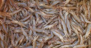 Walmart Recalls Shrimp Over Radioactive Contamination Scare