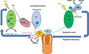 New Light Signaling Pathway Uncovered Governing Algal Starch Metabolism