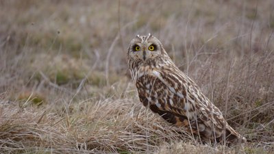 Kır baykuşu (Asio flammeus)