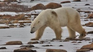 Polar Bear Shot After Rare Sighting In Iceland