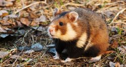 Mısırla beslenen yabani hamsterlar yavrularını canlı canlı yiyor