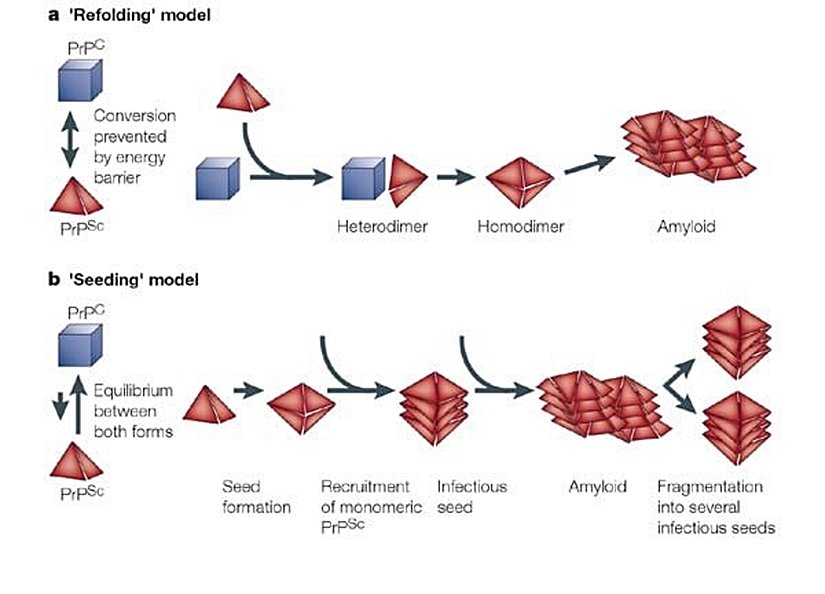 Prionlarda çoğalma modelleri