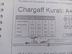 Chargaff kuralına göre herhangi bir türde DNAdaki adenin= timin, g=c  fakat insan organizasyonda yuzdelikleri eşit değil bu fark neden kaynaklanıyor?