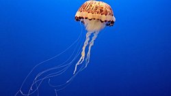 CEPHALIZATION (SEFALİZASYON) NEDİR?