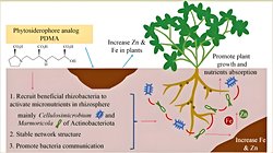 Bitkilerin Topraktaki Demiri Kullanmasını Sağlayan Yeni Gübre Keşfedildi!
