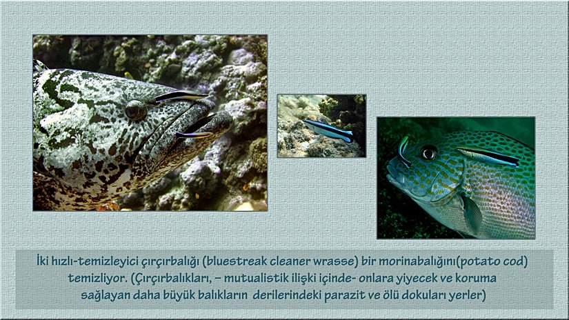 Çırçırbalıkları ile büyük balıklar arasındaki ortaklaşım