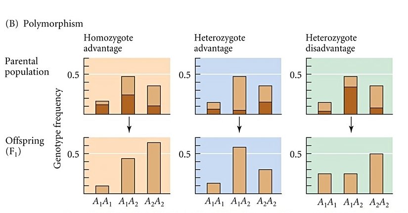 Farklı genotiplerin farklı uyum başarılarından doğan evrimsel değişimler...