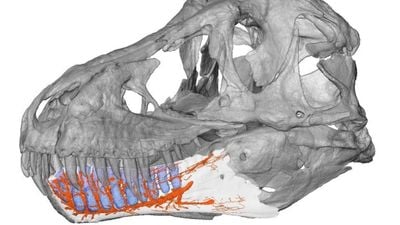 T. rex Çenesindeki Reseptörler, Onu Daha da Korkutucu Bir Avcı Yapıyordu!