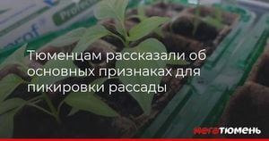 Essential Tips For Gardening Success In Tyumen