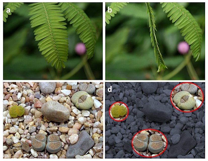 Görsel 2. Kripsis (a) Küstümotu (Mimosa pudica), dokunulduğunda yapraklarını kapatarak otçulluğu sınırlar, (b) böylece ölü, yapraklarını dökmüş bir bitkiyi taklit eder. (c, d) Taş otu çevresindekilere karışarak otçullardan korunur.