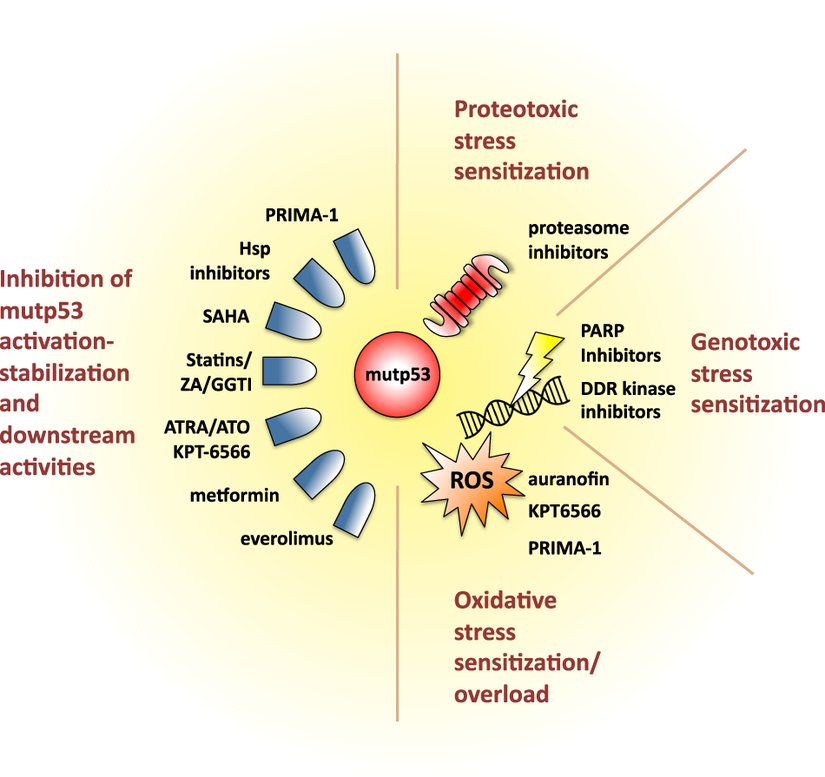Mutp53'ü hedefleyen terapötik fırsatların ve kanser hücrelerinde koordine ettiği homeostatik mekanizmaların şematik bir görünümü.