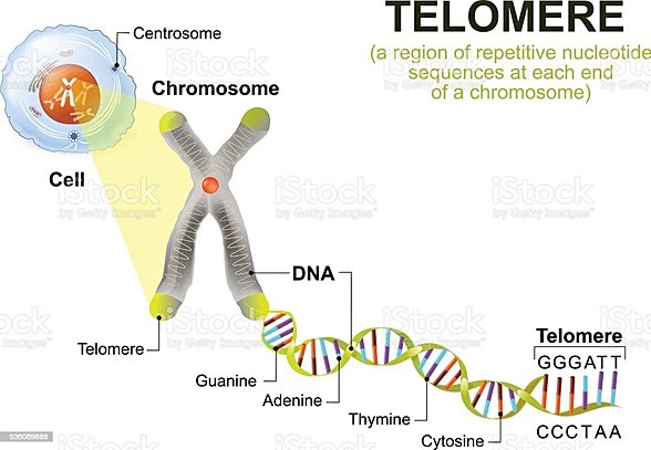 Telomer