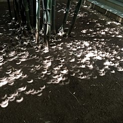 Bambu Ağacı Altında Tutulma