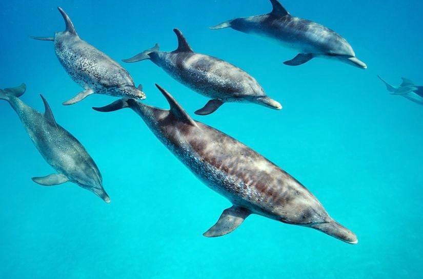 Bahamalar'ın Bimini sularında beraber yüzen şişe burunlu yunuslar (Tursiops truncatus) ile benekli yunuslar (Stenella frontalis) arasında çiftleşme olduğu da araştırmacılar tarafından gözlemlenmiştir.