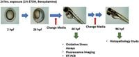 Benzydamine rescues ethanol-induced teratogenesis in zebrafish FASD model - Scientific Reports