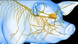 Bilim İnsanları Ölü Bir Domuz Beynini Yaklaşık Bir Saat Sonra Yeniden Canlandırdı!