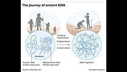 Antik DNA