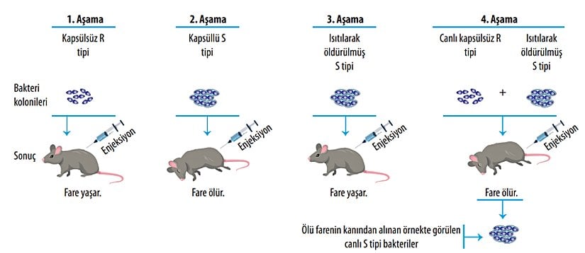 Deneyin şematize edilmiş hali.