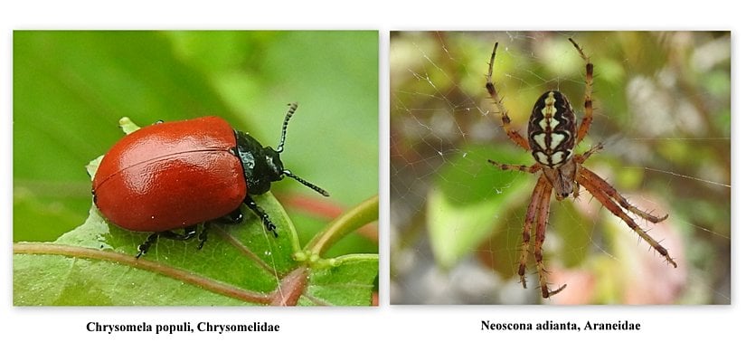 Böceklerde anten bulunurken örümceklerde anten bulunmaz.