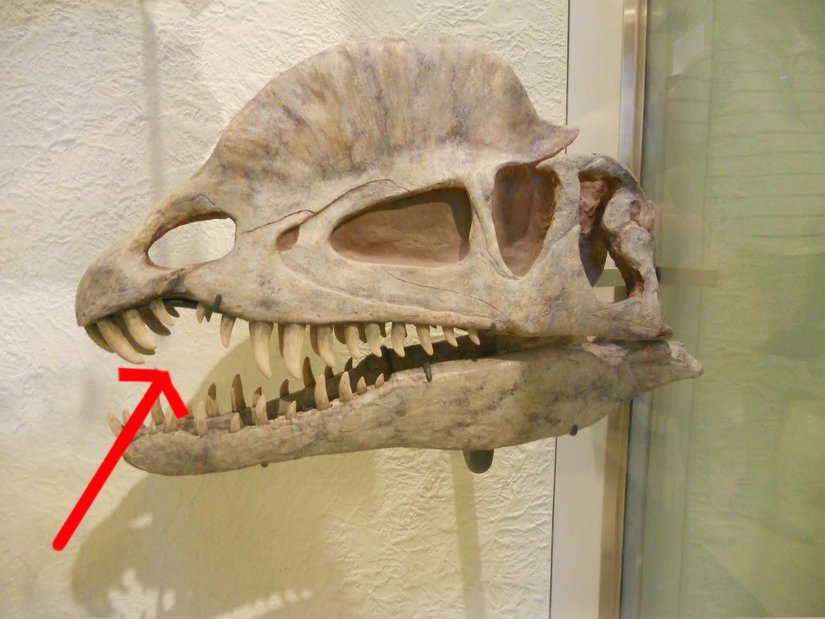 subnarial gap (dilophosaurus fosili)