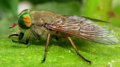 Sığır Sineğigiller (Tabanidae)