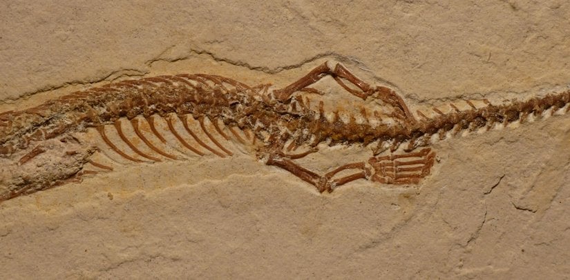 Yılanların atası olan, arka bacakları bulunan bir tür. Kredi: Dave Martill, University of Portsmouth