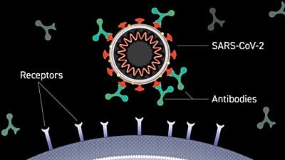 SARS-CoV-2'ye Karşı Üretilen Antikorları Diğerlerinden %100 Başarıyla Ayırabilen Test Geliştirildi!
