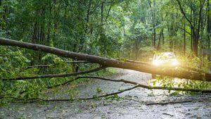 Fallen Trees Disrupt Traffic Across Highways