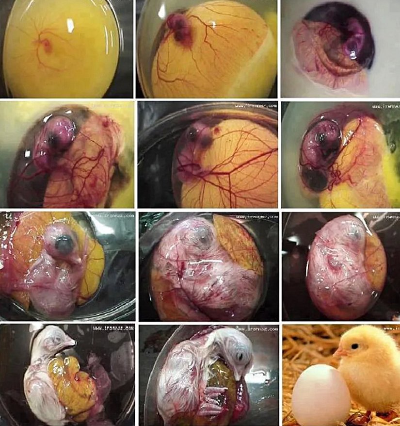 One of the highest definition photos of a chick's adventure during its time in an egg
