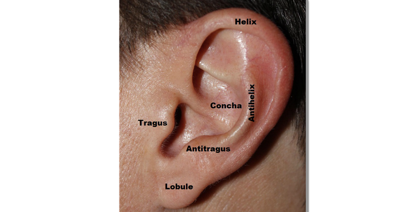 Uyarılan Tragus bölgesinin yeri