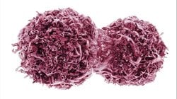 Kanser Biyolojisi: Tümör Tetikleyiciler ve Tümör Baskılayıcılar