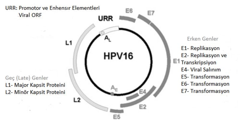 HPV16'nın genomunda bulunan gen ve elemanlar.