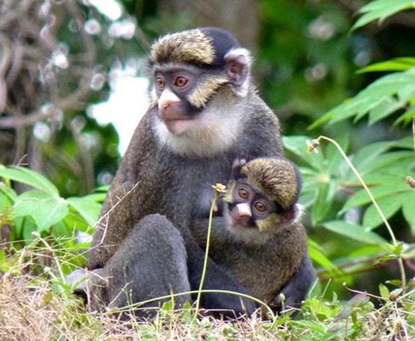 Cercopithecus sclateri