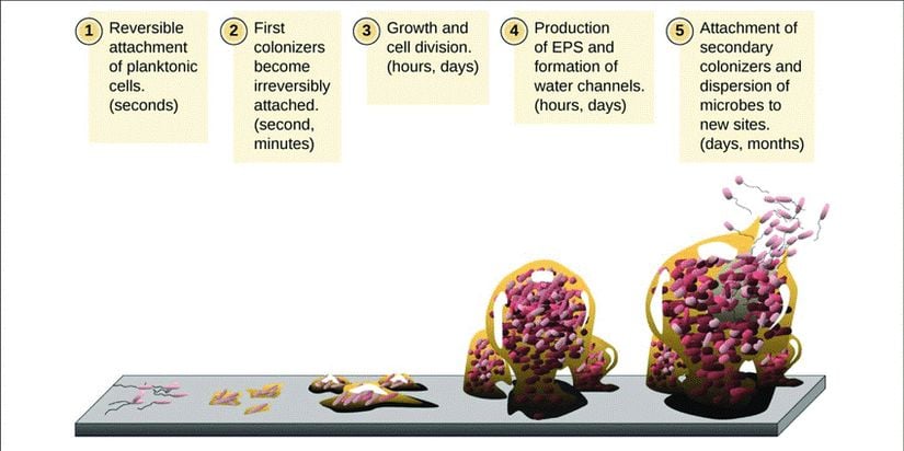Şekil. Biyofilm gelişiminin beş aşaması