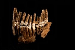 Thorin: 50.000 Yıl Boyunca İzole Kalan Gizemli Neandertal Popülasyonu Keşfedildi.